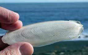 Cuttlefish Bone